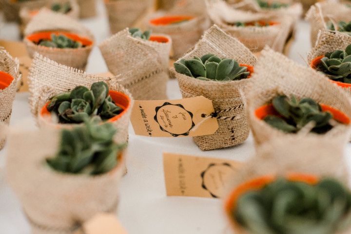 Cactus y suculentas para souvenirs: ideas y consejos para sorprender a sus invitados
