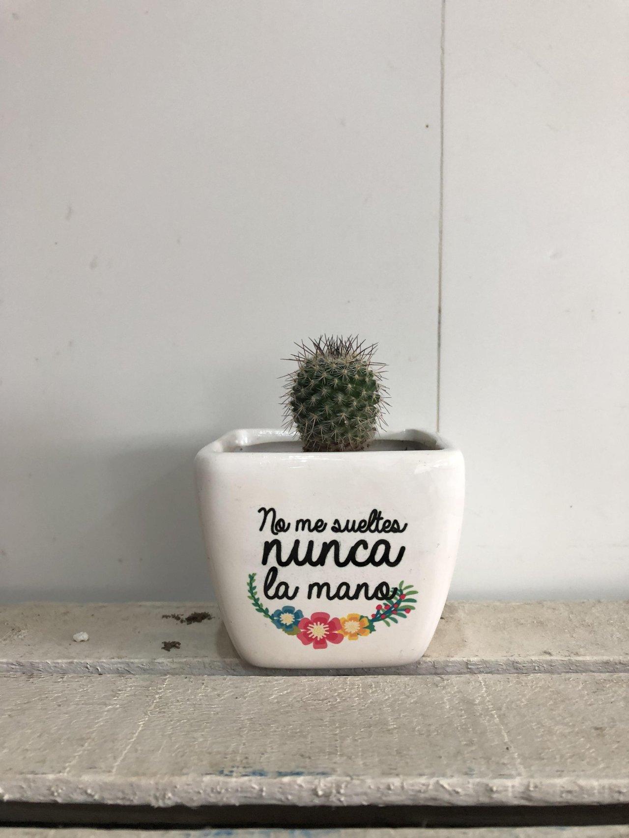 Mini cactus para regalar en vuestra boda