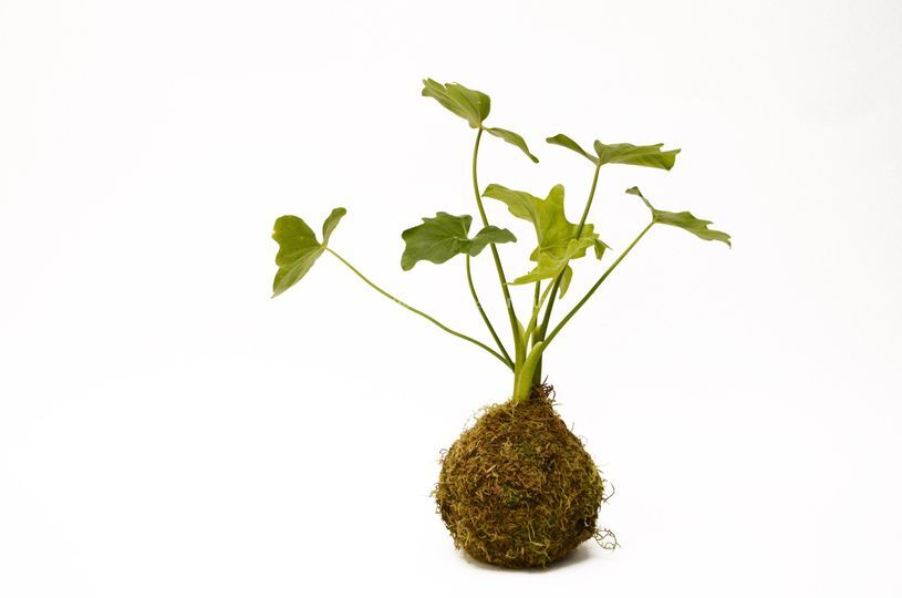Arte Verde