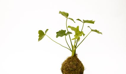 Arte Verde