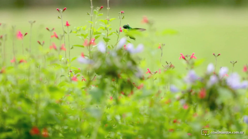 Colibrí en las flores