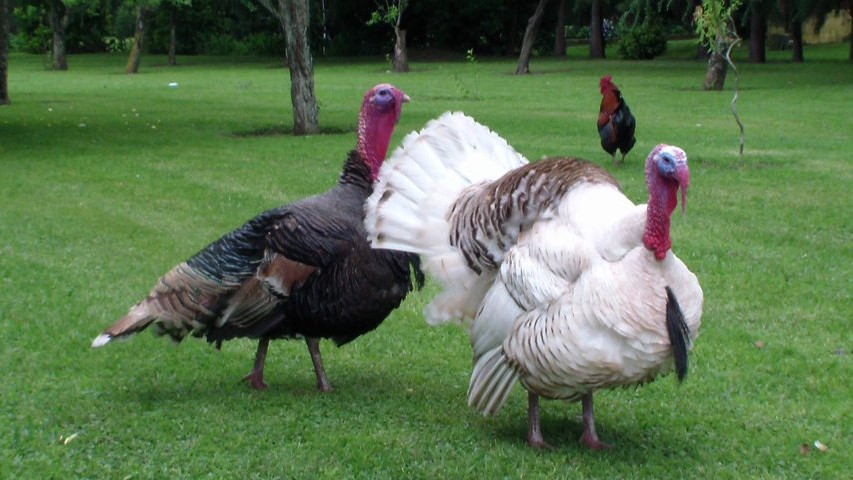 Los animales de Alamos de Cañuelas