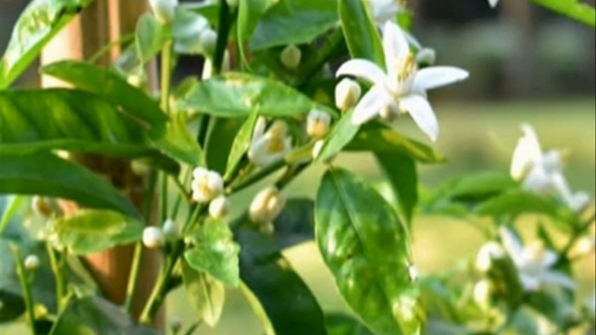 La primavera en JR Ranch