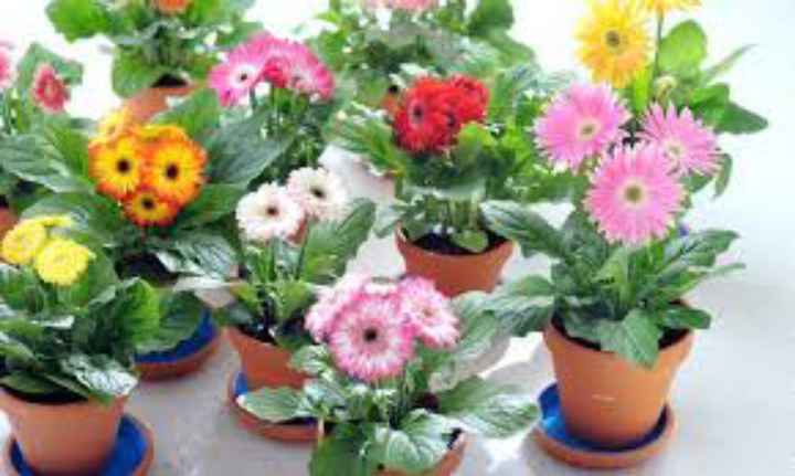 Ramo de flores naturales y centro de mesa plantas con flores naturales - 1