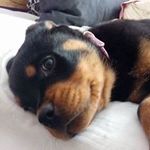Yamila