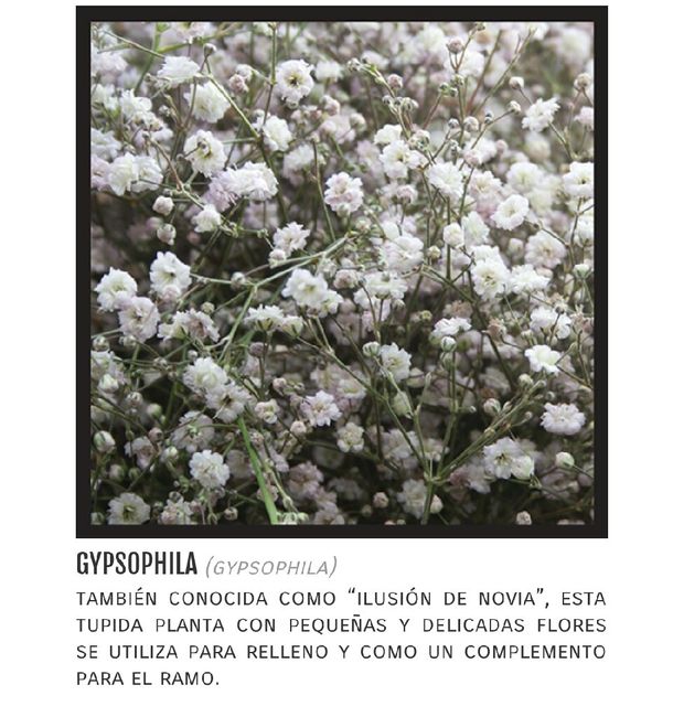 Ayuda con el nombre de estas flores azules! - 1