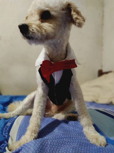 Hola chicas. Les vengo a presumir el traje de mi perrito 1