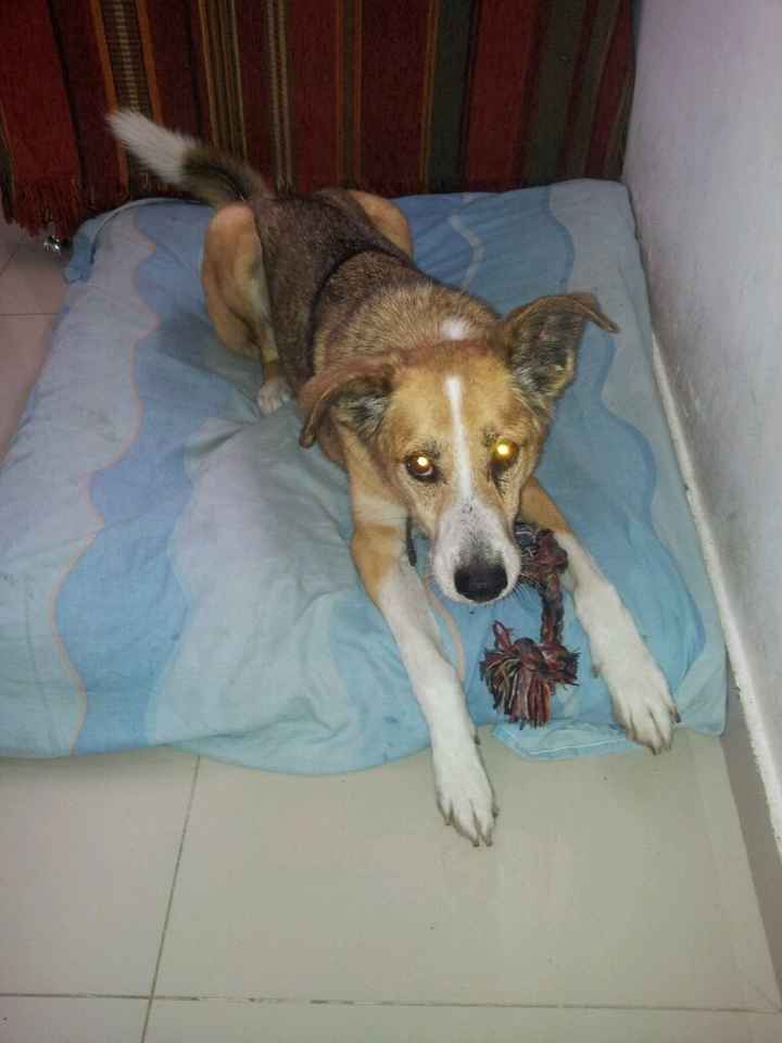 Hijos adoptivos - 1