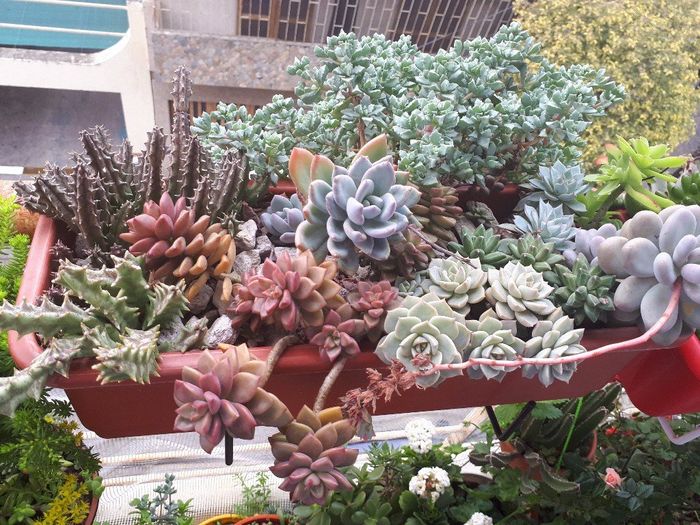 este es uno de mis arreglos que tengo en mi balcon en rosario..lo arme yo ya tienen mas de dos años