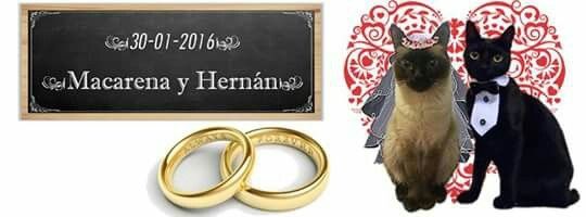 Ideas para incluir a las mascotas <img class=