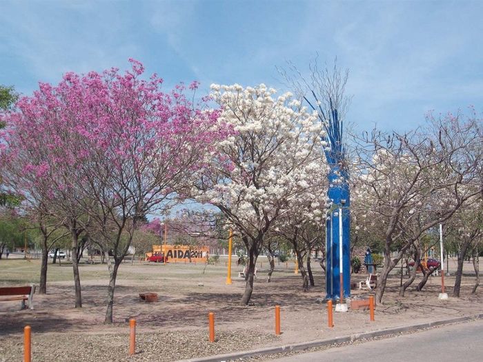 Lapacho Rosa y Lapacho Blanco