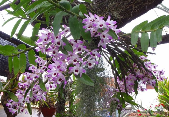 10. Orquídeas económicas, fáciles de conseguir y/o cultivar. Se pueden incorporar a cualquier ramo =