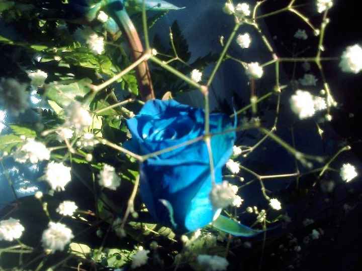 mis flores azules! una de ellas!