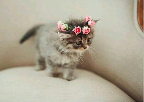 Ideas para incluir a las mascotas <img class=