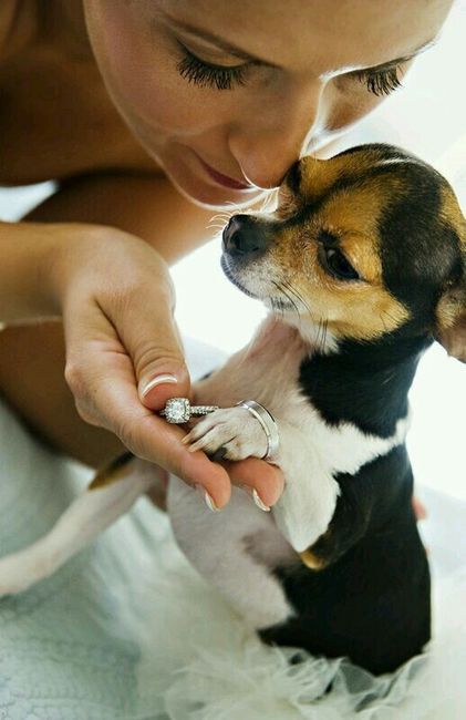 Ideas para incluir a las mascotas <img class=