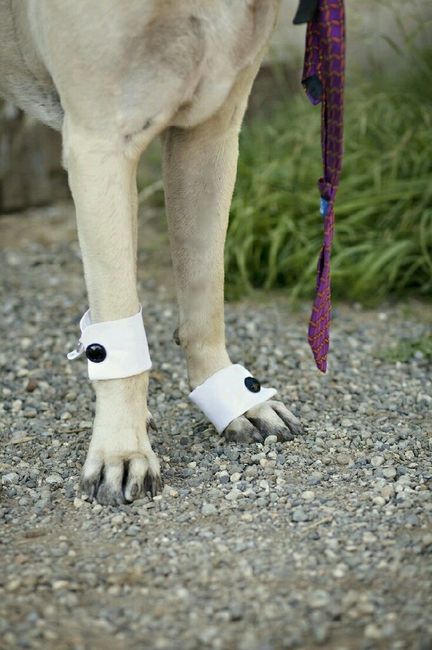 Ideas para incluir a las mascotas <img class=