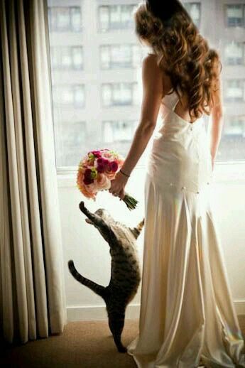 Ideas para incluir a las mascotas <img class=