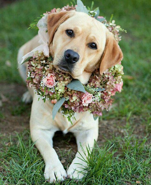 Ideas para incluir a las mascotas <img class=