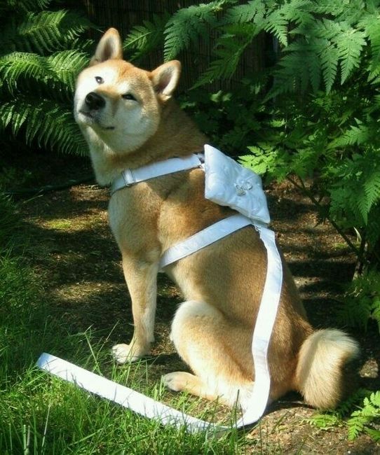 Ideas para incluir a las mascotas <img class=