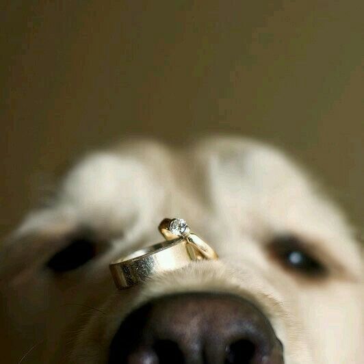 Ideas para incluir a las mascotas <img class=
