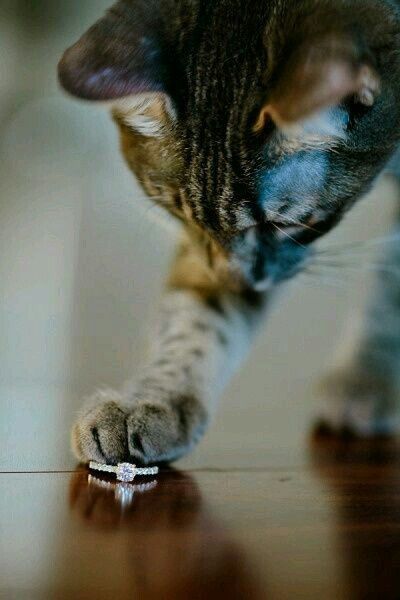 Ideas para incluir a las mascotas <img class=