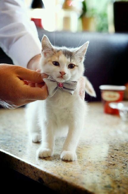 Ideas para incluir a las mascotas <img class=