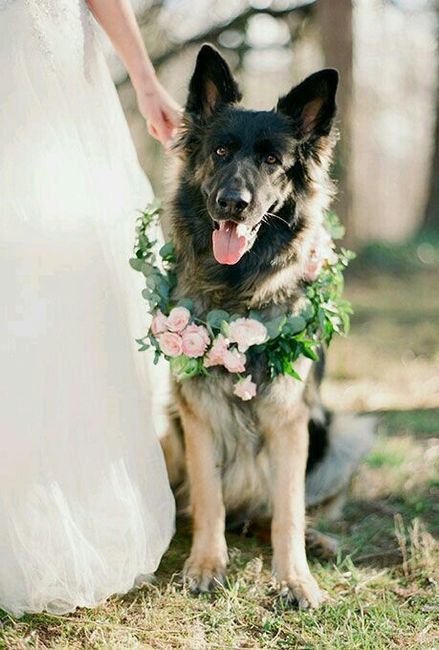 Ideas para incluir a las mascotas <img class=