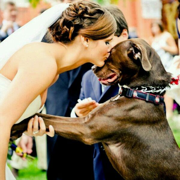 Ideas para incluir a las mascotas <img class=