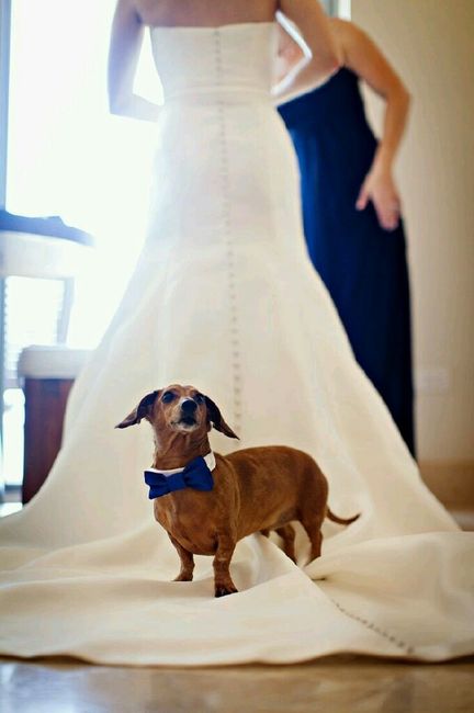 Ideas para incluir a las mascotas <img class=