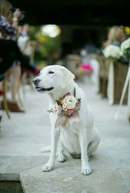 Ideas para incluir a las mascotas <img class=
