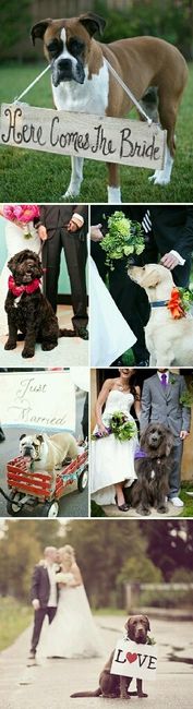 Ideas para incluir a las mascotas <img class=