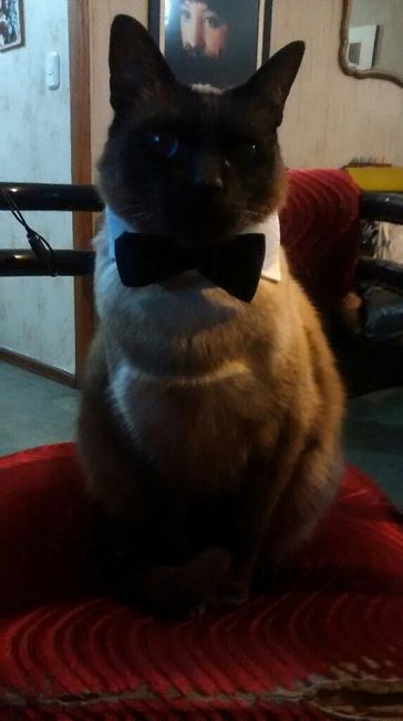 Ideas para incluir a las mascotas <img class=