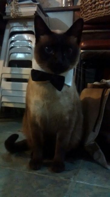 Ideas para incluir a las mascotas <img class=