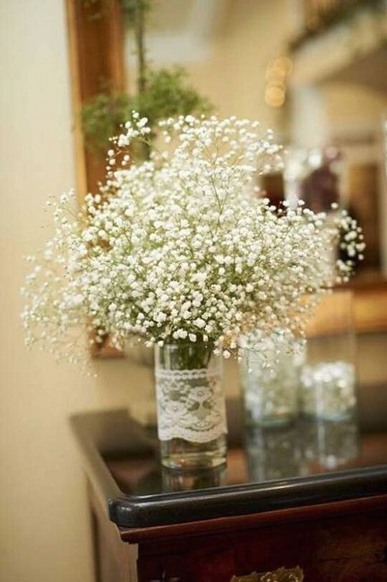 gypsophilas