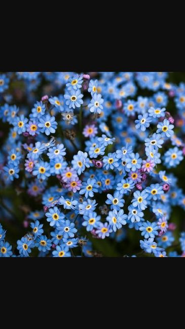 Flores azules por favor necesito ayuda chicas please - 1