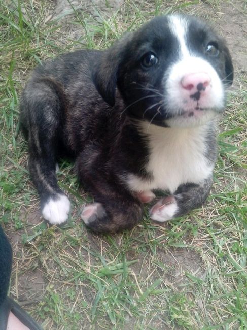 Hijos adoptivos - 4