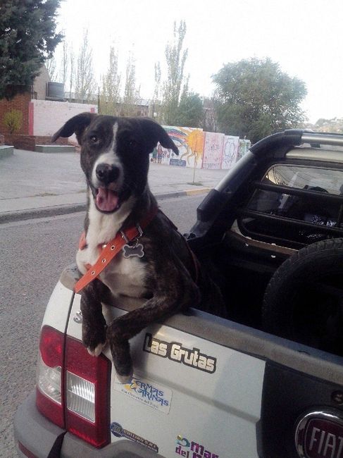 Ideas para incluir a las mascotas <img class=