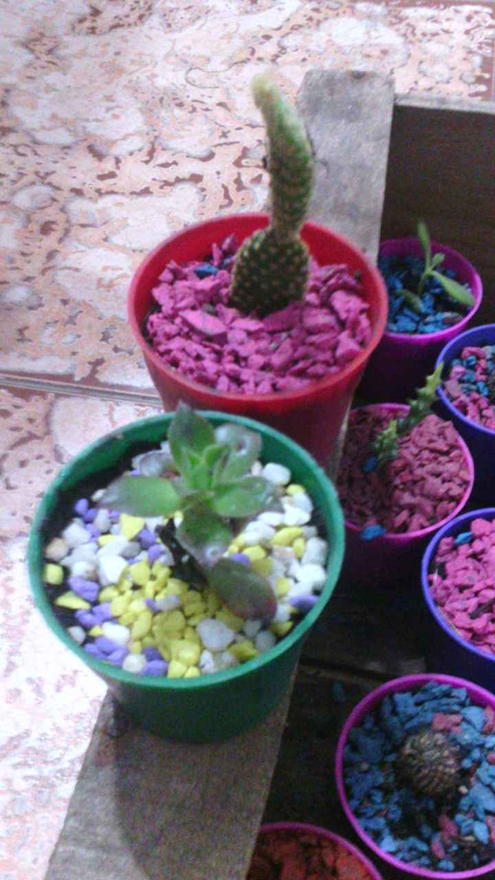 cactus!!
