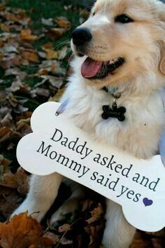 El perro! que hacen las que loconsideran un hijo? - 2