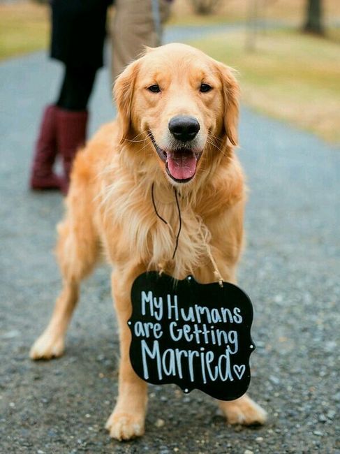 El perro! que hacen las que loconsideran un hijo? - 4