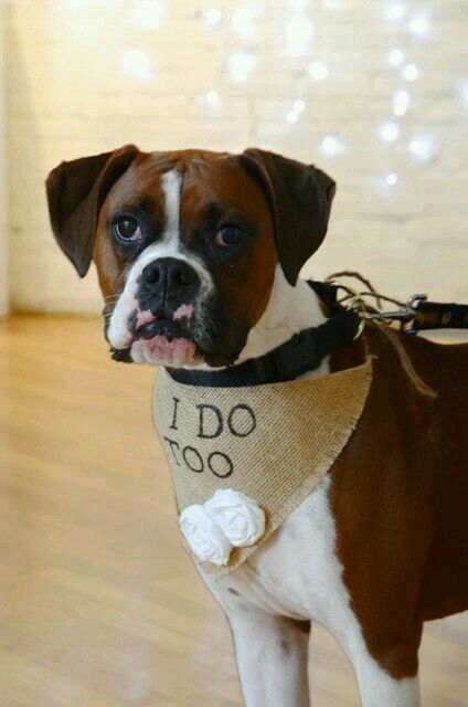 El perro! que hacen las que loconsideran un hijo? - 5