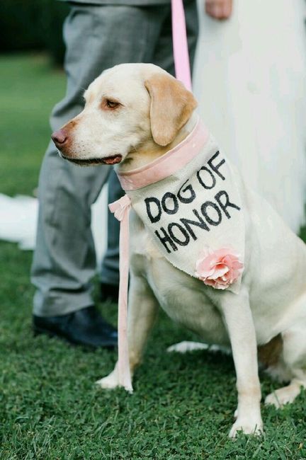 El perro! que hacen las que loconsideran un hijo? - 6