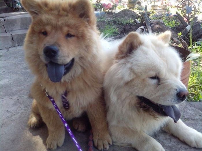 Hijos adoptivos - 1