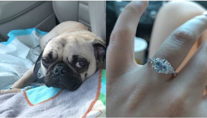 Su perro se comió el anillo de compromiso...🤦‍♀️ 1