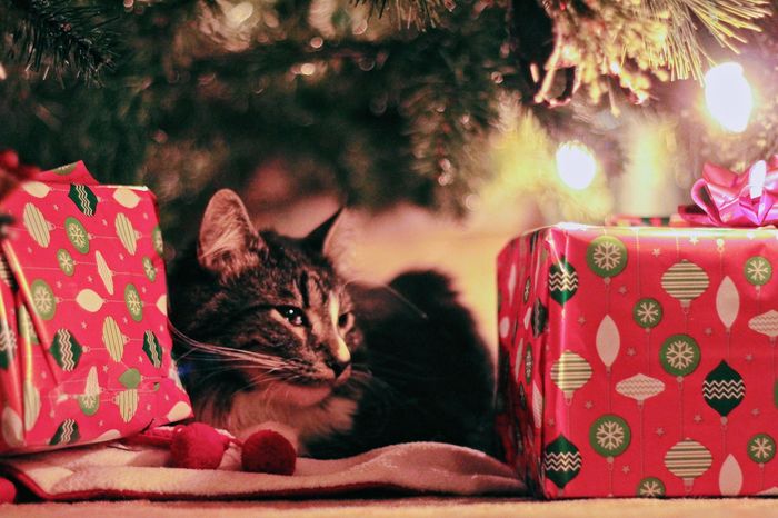 ¿Qué le van a regalar a su amor para Navidad?🎁 1
