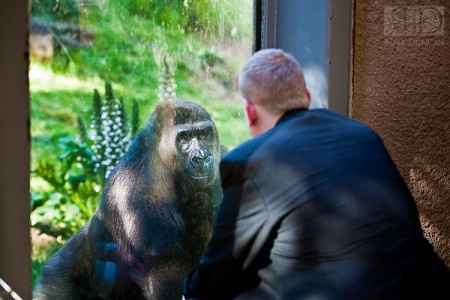 Casamiento estilo zoo