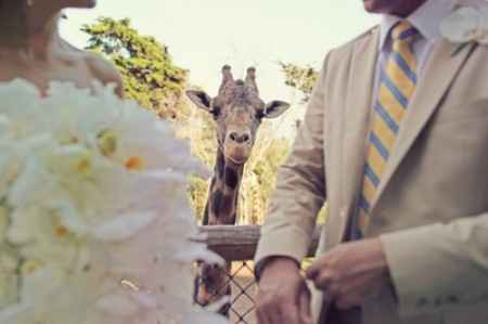 Casamiento estilo zoo