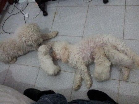 mis hijos