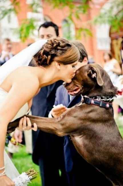 Mi boda real: con perros