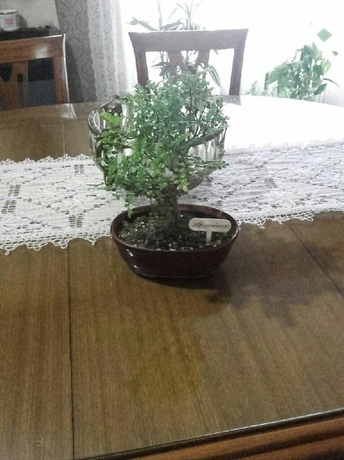 Centros de mesa: bonsai - 2